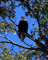 c1IMG_9674_Birds