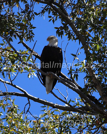 c1IMG_9674_Birds