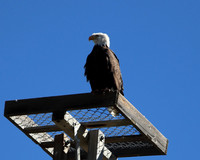 2024-09-24 - Birds on the Snake River