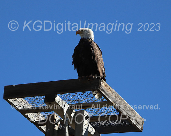 c1IMG_9604_Birds