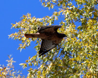c1IMG_9653_Birds