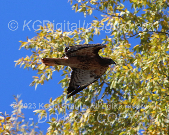 c1IMG_9653_Birds