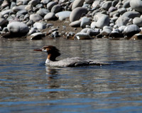 c1IMG_9728_Birds
