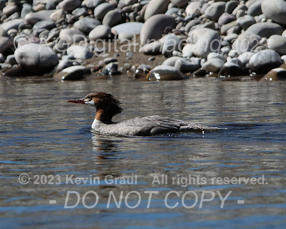 c1IMG_9728_Birds