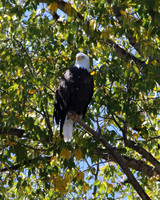 c1IMG_9709_Birds