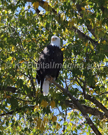 c1IMG_9709_Birds