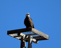 c1IMG_9617_Birds
