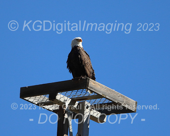 c1IMG_9617_Birds