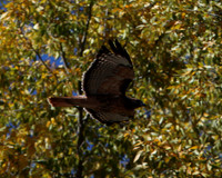 c1IMG_9655_Birds