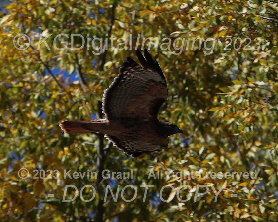 c1IMG_9655_Birds
